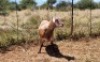 1X MEATMASTER RAM Thaba Meatmasters - 3
