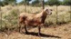 1X MEATMASTER RAM Thaba Meatmasters - 5