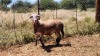 1X MEATMASTER RAM Thaba Meatmasters - 7