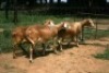 3X MEATMASTER OOI/EWE J-Afrika Meatmasters (x Money) (x Money) - 2
