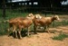3X MEATMASTER OOI/EWE J-Afrika Meatmasters (x Money) (x Money) - 3