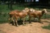 3X MEATMASTER OOI/EWE J-Afrika Meatmasters (x Money) (x Money) - 4