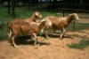 3X MEATMASTER OOI/EWE J-Afrika Meatmasters (x Money) (x Money) - 5