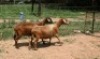 2X MEATMASTER OOI/EWE J-Afrika Meatmasters (x Money) - 2