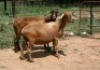 2X MEATMASTER OOI/EWE J-Afrika Meatmasters (x Money) - 3