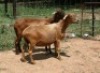 2X MEATMASTER OOI/EWE J-Afrika Meatmasters (x Money) - 4
