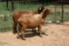 2X MEATMASTER OOI/EWE J-Afrika Meatmasters (x Money) - 5