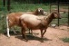 2X MEATMASTER OOI/EWE J-Afrika Meatmasters (x Money) - 2