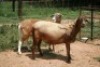 2X MEATMASTER OOI/EWE J-Afrika Meatmasters (x Money) - 3