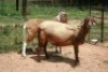 2X MEATMASTER OOI/EWE J-Afrika Meatmasters (x Money) - 4
