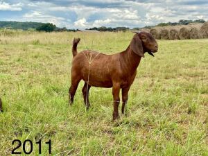 LOT 109 1X OOI/EWE Agricola POTENTIAL STUD