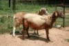 2X MEATMASTER OOI/EWE J-Afrika Meatmasters (x Money) - 5