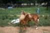 2X MEATMASTER OOI/EWE J-Afrika Meatmasters (x Money) - 2