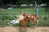 2X MEATMASTER OOI/EWE J-Afrika Meatmasters (x Money) - 3