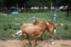 2X MEATMASTER OOI/EWE J-Afrika Meatmasters (x Money) - 4