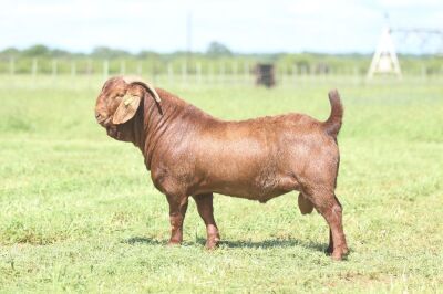 LOT 19 1X RAM Anton en Rickus Bothma Stoet KUDDE