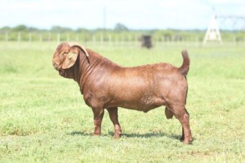 LOT 19 1X RAM Anton en Rickus Bothma Stoet KUDDE