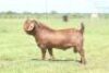 LOT 19 1X RAM Anton en Rickus Bothma Stoet KUDDE