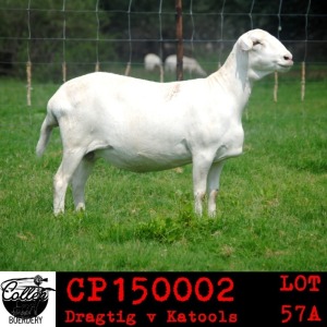 LOT 57 3X MEATMASTER OOIE/EWE COLLEN MEATMASTERS(PER STUK OM LOT TE NEEM/PER PIECE TO TAKE THE LOT)