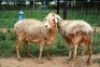 2X MEATMASTER OOI/EWE J-Afrika Meatmasters (x Money)