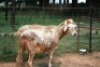 2X MEATMASTER OOI/EWE J-Afrika Meatmasters (x Money) - 2