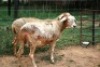2X MEATMASTER OOI/EWE J-Afrika Meatmasters (x Money) - 3