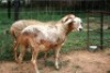 2X MEATMASTER OOI/EWE J-Afrika Meatmasters (x Money) - 4