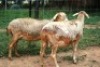 2X MEATMASTER OOI/EWE J-Afrika Meatmasters (x Money) - 5