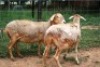 2X MEATMASTER OOI/EWE J-Afrika Meatmasters (x Money) - 6