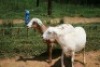 2X MEATMASTER OOI/EWE J-Afrika Meatmasters (x Money)