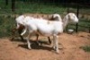 2X MEATMASTER OOI/EWE J-Afrika Meatmasters (x Money) - 2