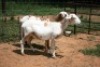 2X MEATMASTER OOI/EWE J-Afrika Meatmasters (x Money) - 3