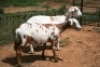 2X MEATMASTER OOI/EWE J-Afrika Meatmasters (x Money) - 4
