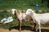 2X MEATMASTER OOI/EWE J-Afrika Meatmasters (x Money) - 5