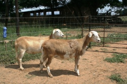 2X MEATMASTER OOI/EWE J-Afrika Meatmasters(x Money)