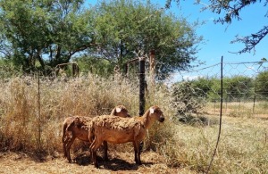 2X MEATMASTER OOI/EWE Thaba Meatmasters(x Money)