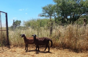 2X MEATMASTER OOI/EWE Thaba Meatmasters(x Money)