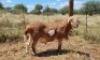 1X MEATMASTER RAM Thaba Meatmasters