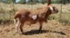 1X MEATMASTER RAM Thaba Meatmasters - 2