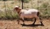 1X MEATMASTER RAM Thaba Meatmasters - 2