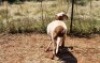 1X MEATMASTER RAM Thaba Meatmasters - 3