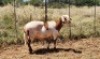 1X MEATMASTER RAM Thaba Meatmasters - 4