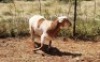 1X MEATMASTER RAM Thaba Meatmasters - 5
