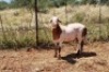 1X MEATMASTER RAM Thaba Meatmasters - 6
