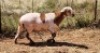 1X MEATMASTER RAM Thaba Meatmasters - 8