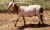 1X MEATMASTER RAM Thaba Meatmasters - 9