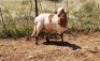 1X MEATMASTER RAM Thaba Meatmasters - 10