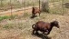 2X MEATMASTER OOI/EWE Thaba Meatmasters (x Money) (x Money)