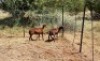 2X MEATMASTER OOI/EWE Thaba Meatmasters (x Money) (x Money) - 2