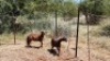2X MEATMASTER OOI/EWE Thaba Meatmasters (x Money) (x Money) - 3
